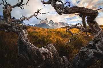 Nationaal park Torres del Paine. Het concept van extreem en actief toerisme. Prachtige wolken met oud hout. Met sneeuw bedekte zwarte rotsen van Los Cuernos