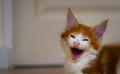 Portrait of red white Maincoon kitten yawning and looking in a white house on a wooden floor. Adorable playful cat chilling indoor. Cat at home