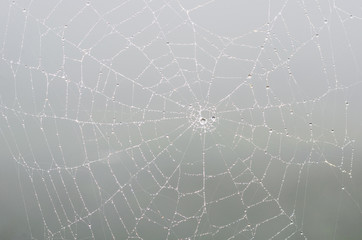 wet spider web in the nature, dew on cobweb
