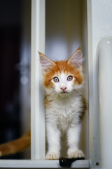Portrait of red white Maincoon kitten playing and looking in a white house on a wooden floor. Adorable playful cat chilling indoor. Cat at home