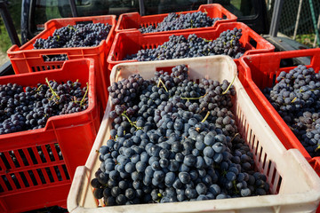 Bunches of Nebbiolo grapes during the harvest in the Cannubi region in Braolo, Piedmont - Italy