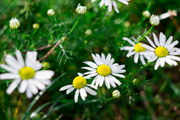 Green grass and little chamomiles in the nature