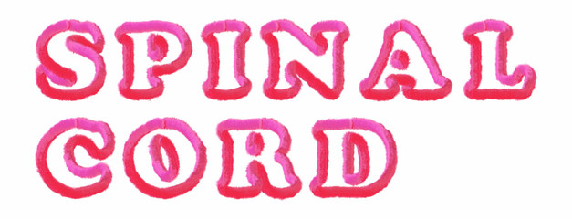 Spinal Cord - clear pink text written on white background