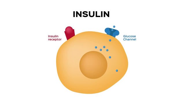 Insulin unlocks the cell's glucose channel animation graphic