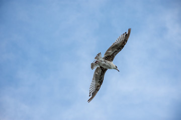 Bird in flight on a summer day 