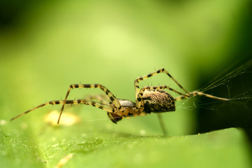 spider with long legs on green leave