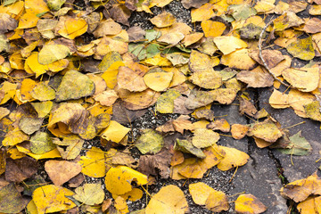autumn foliage on ground