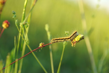 dragonfly on a leaf