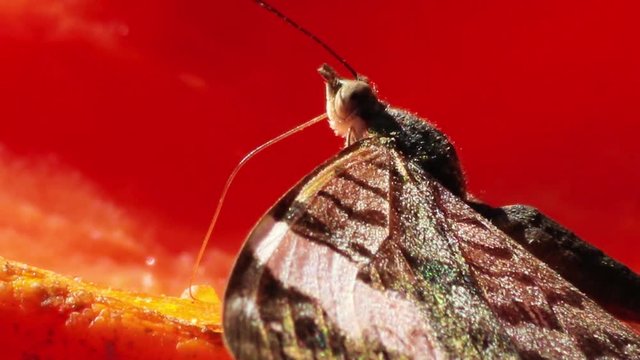 Borboleta sugando papaia