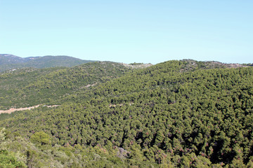 Fototapeta na wymiar Mediterranean pine wood forest overview landscape