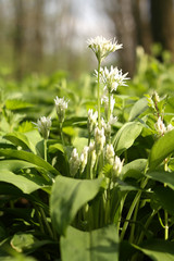 bears garlic blooming in wood