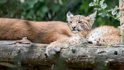 Obraz premium Bébé Lynx