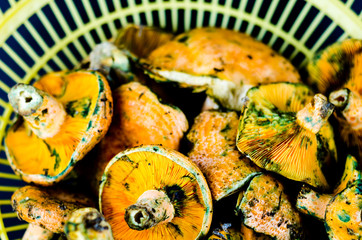 Bloody milk cap (Lactarius sanguifluus) mushrooms, famous mushrooms from the south of Europe