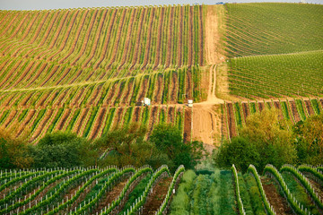Fototapeta premium Vineyards in California, USA