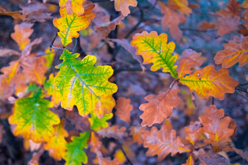 Naklejka na ściany i meble colorful autumn leaves