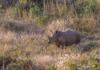 White Rhino in its Habitat