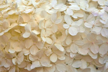 Background of white hydrangea macro