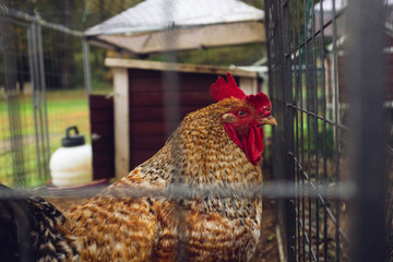 Beautiful orange rooster in profile looking at something outside his wire pen