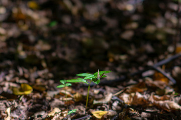 Plant grows through yellow leaves