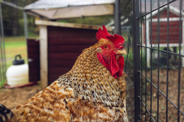 Beautiful orange rooster in profile looking at something outside his wire pen