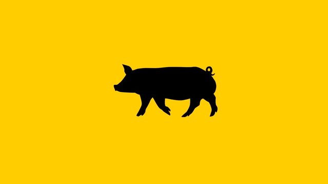 Silhouette of the black pig, animation on the yellow background