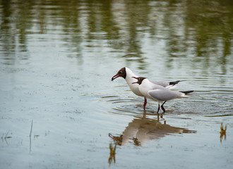 two black-headed gulls standing in the lake and squarreling - nationalpark Neusiedlersee Seewinkel Burgenland Austria - 231369011