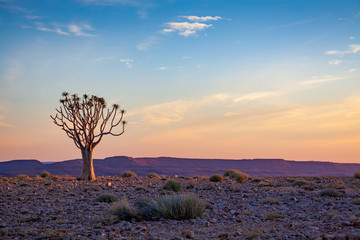 Kokerboom tree at a colorful sunset near Fish River Canyon Namibia