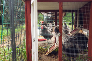 Fototapeta na wymiar Miniature silkie rooster inside a pen with hens in the background