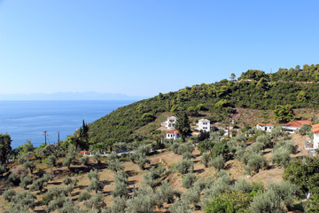 Fototapeta na wymiar Stafylos bay skopelos aegean island greece hill landscape