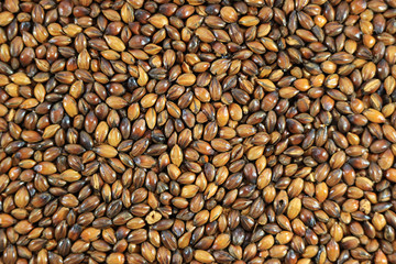Top View of Brown Color Gradation of Roasted Barley for Making Japanese Roasted Barley Tea