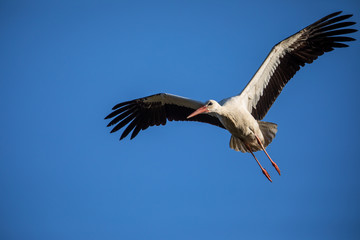 Fototapeta na wymiar Elegant white stork (Ciconia ciconia) during the nesting season, busy taking care of his little ones