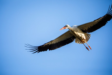 Elegant white stork (Ciconia ciconia) during the nesting season, busy taking care of his little ones