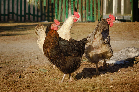 Chicken graze in the garden