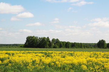 Field of rapeseed in Kostroma region, Russia