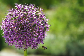 bee on flower