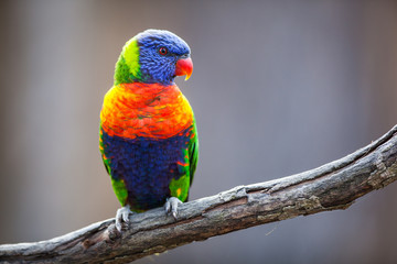 A pair of Lorikeet on a tree branch (Trichoglossus haematodus)