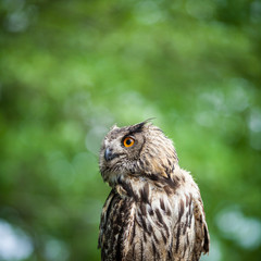 Closeup of a Eurasian Eagle-Owl (Bubo bubo)