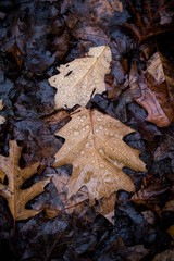 autumn-leaves-2