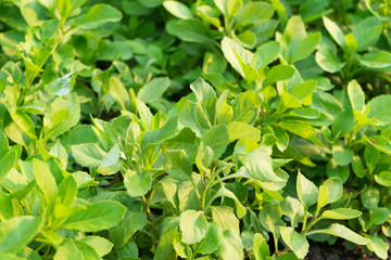 Gynura procumbens known as longevity spinach used as herbal medicine for many diseases