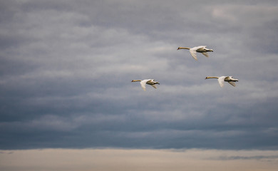 three mute swans flying in the cloudy sky - Burgenland Austria