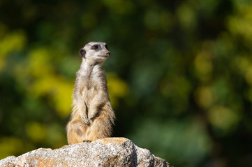 suricate with sandy snout on a stone sit up and beg on an autumnal colored bokeh background