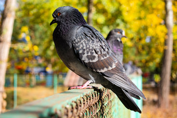 pigeon on the fence