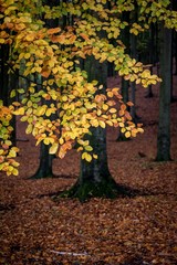 Naklejka premium Autumn tree