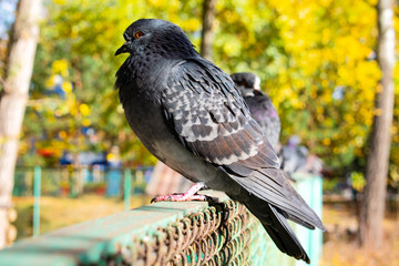 pigeon on the fence
