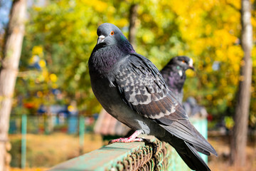 pigeon on the fence