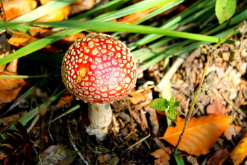 Red mushroom in the woods