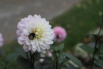 Obraz premium a beautiful pink, white dahlia flower on a dark background. 