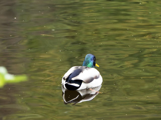 Canard sur l'eau en milieu naturel