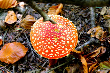 Red mushroom in the woods