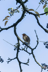 Robin on tree